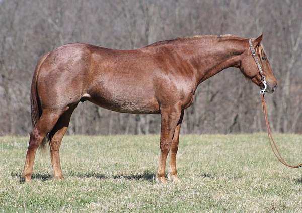 athletic-quarter-horse