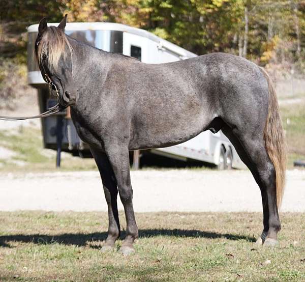 double-reg-rocky-mountain-horse