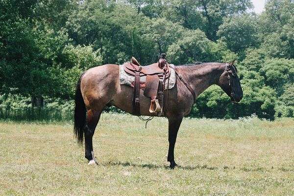 all-around-quarter-horse