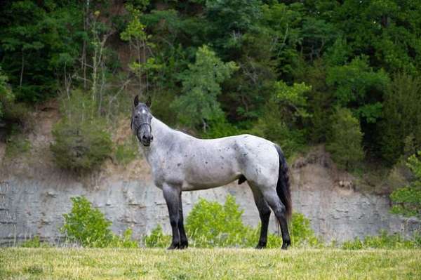 athletic-quarter-horse