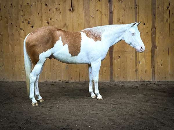 all-around-paint-horse