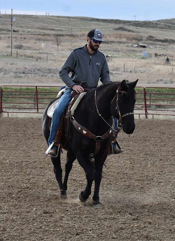 quarter-horse-gelding