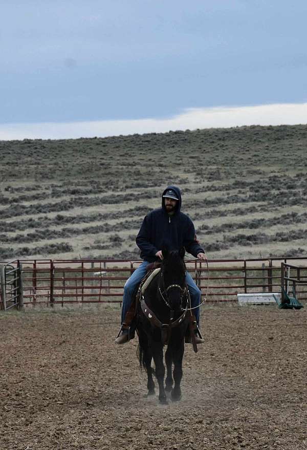 family-safe-kids-horse-roping-ranch-broke-quarter