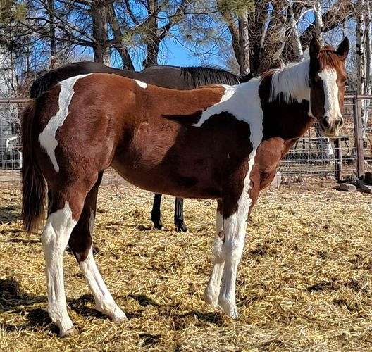 tobiano-halter-filly-paint-horse