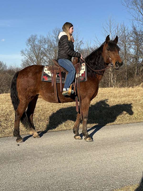 all-around-quarter-horse