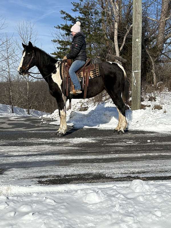 all-around-paint-horse