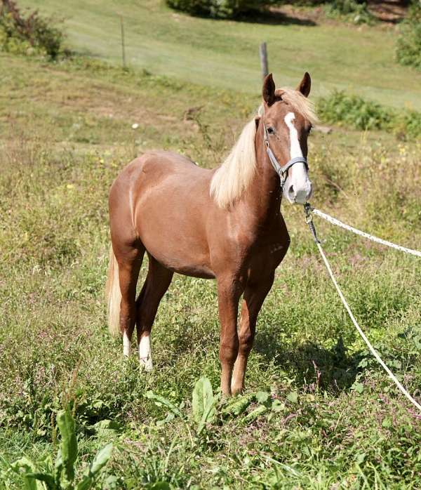 foundation-mountain-pleasure-horse