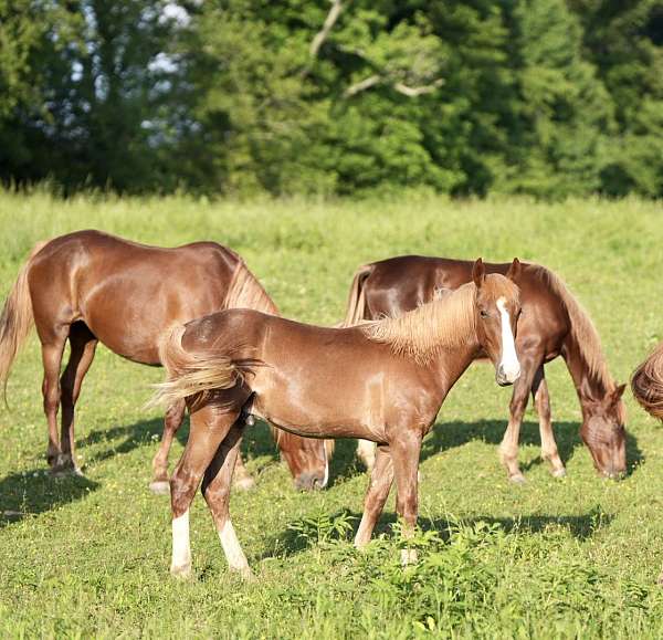 halter-mountain-pleasure-horse