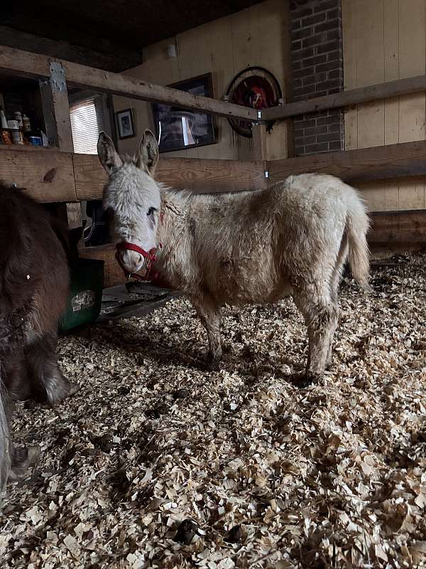 white-halter-donkey