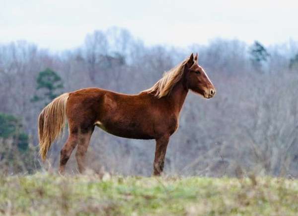 stallion-mountain-pleasure-horse