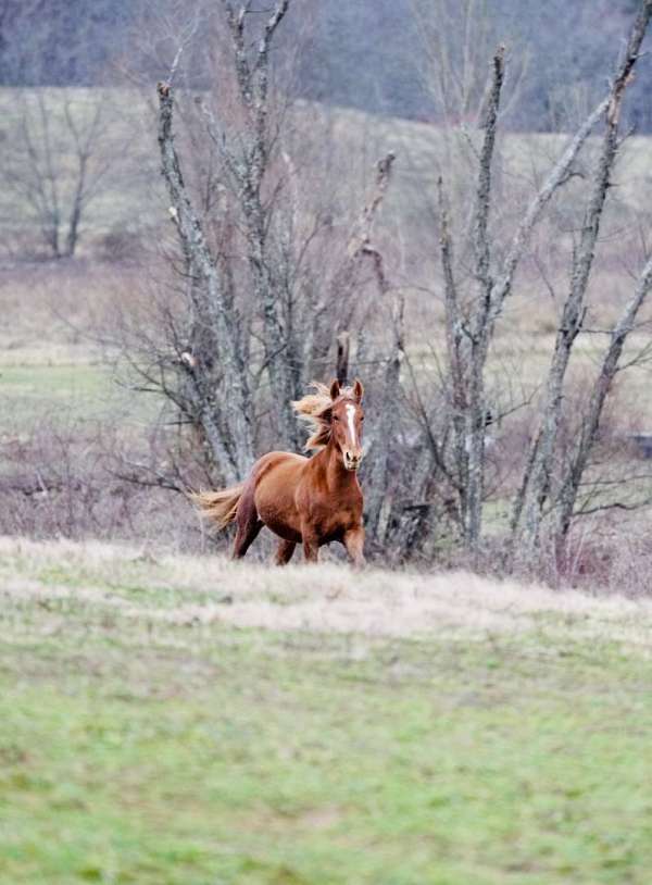 mountain-pleasure-filly-stallion