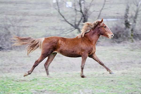 mountain-pleasure-filly