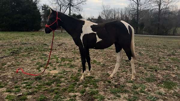 black-paint-filly-mare