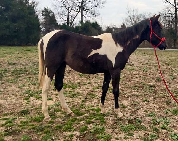 aqha-paint-filly-mare