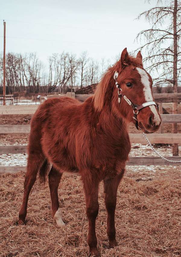 chestnut-filly-for-sale