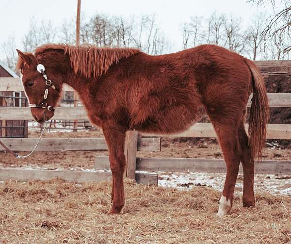 chestnut-morgan-filly