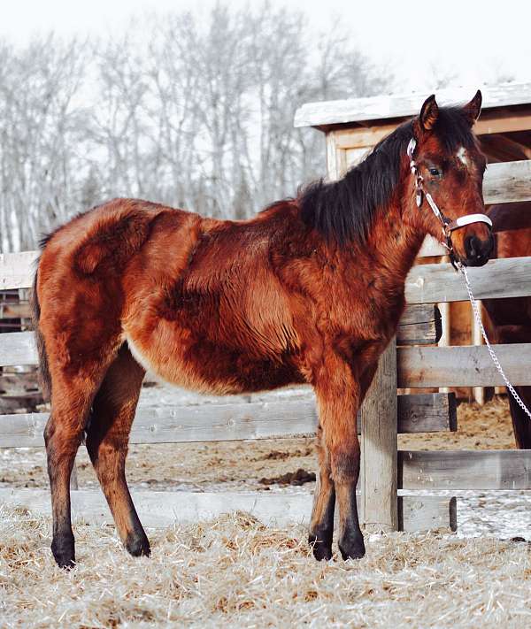 performance-canadian-quarter-horse