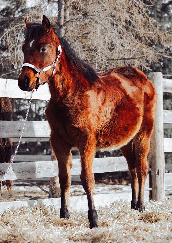 halter-canadian-quarter-horse