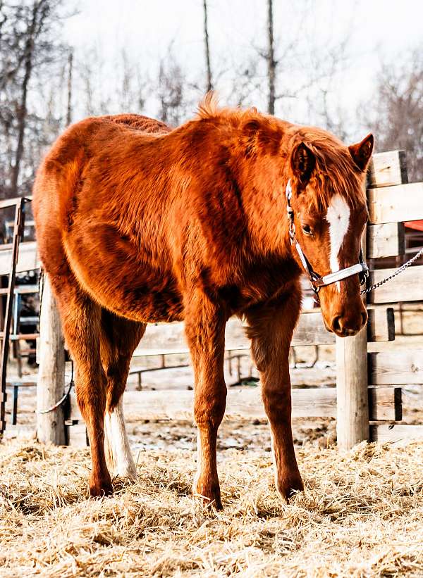 hunter-under-saddle-canadian-quarter-horse