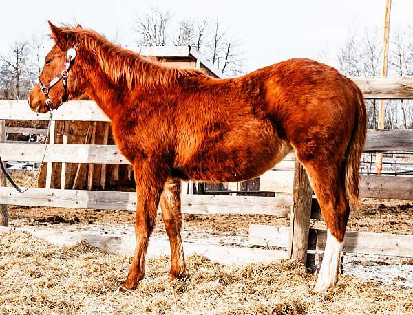 hunter-canadian-quarter-horse