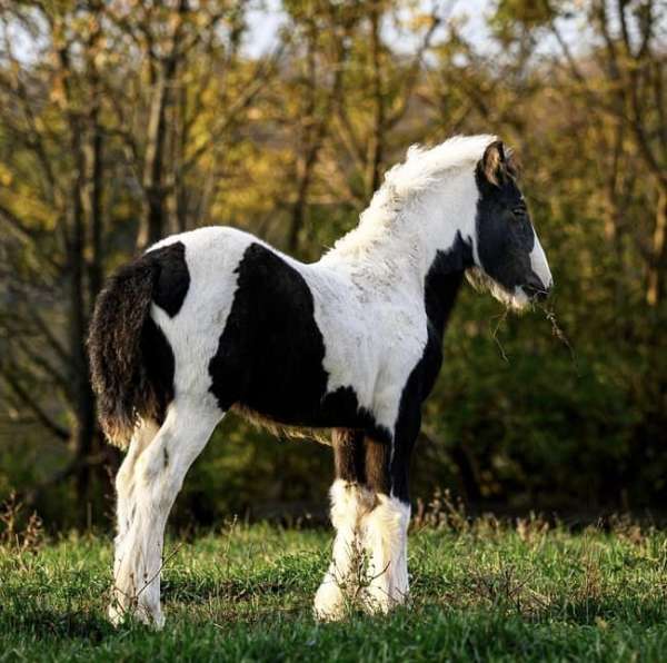 tobiano-horse