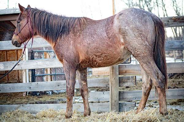 register-of-merit-canadian-quarter-horse