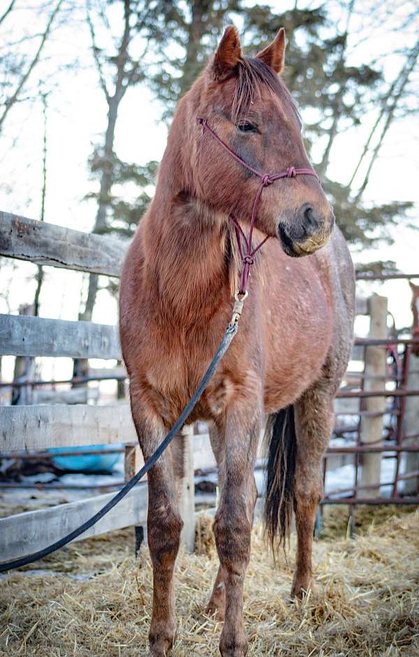 reining-canadian-quarter-horse