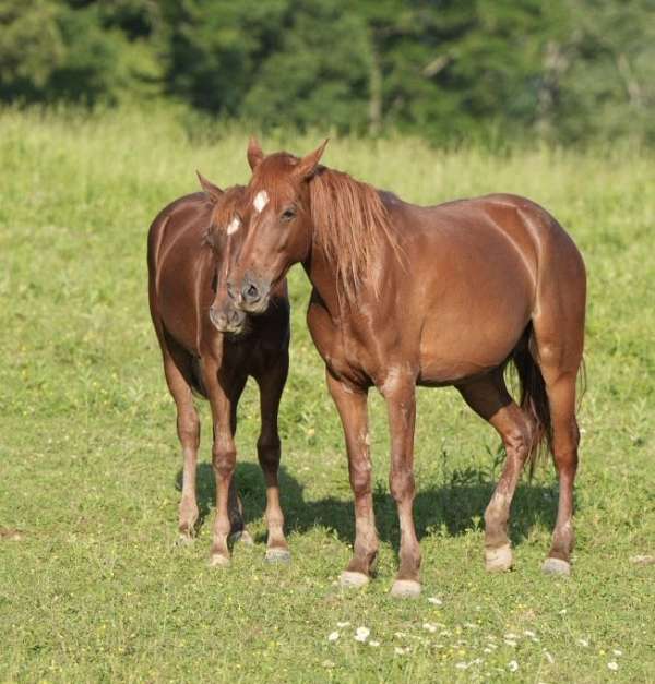 mountain-pleasure-broodmare