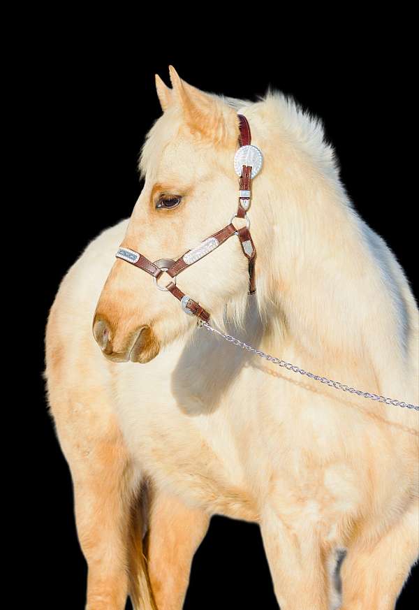 barrel-canadian-palomino-horse