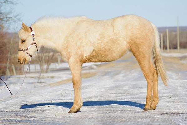 champion-canadian-palomino-horse