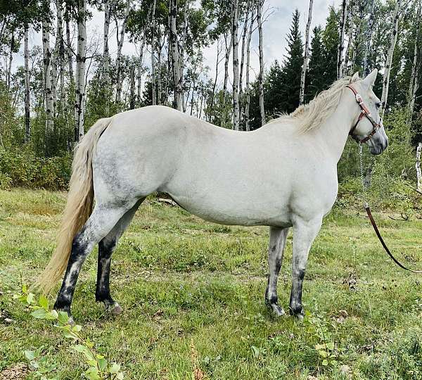 grey-mare-for-sale