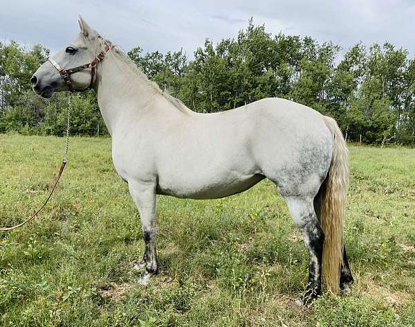 grey-quarter-horse-mare