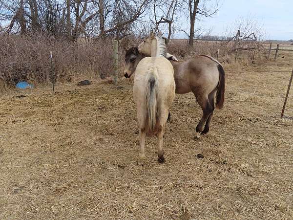 left-rear-sock-with-black-spots-horse