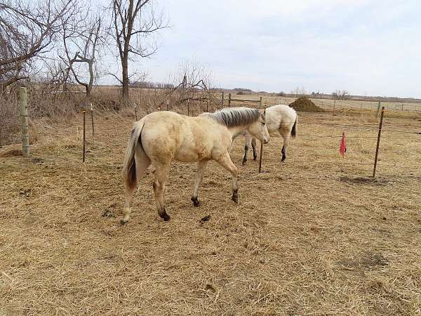 dunskin-left-rear-sock-with-black-spots-horse