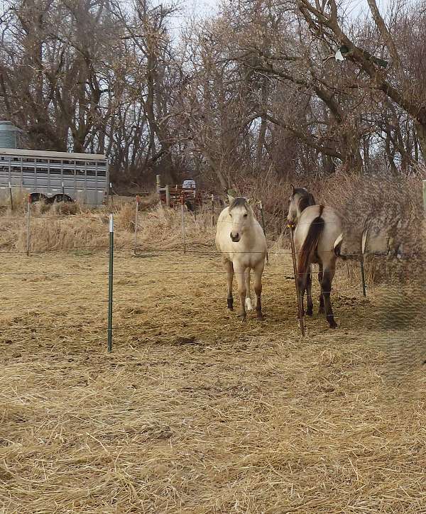 shiloh-sonny-quarter-horse