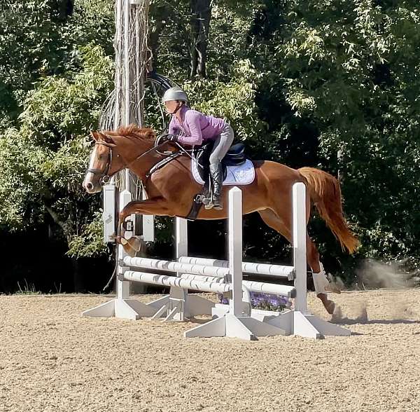 athletic-trakehner-horse