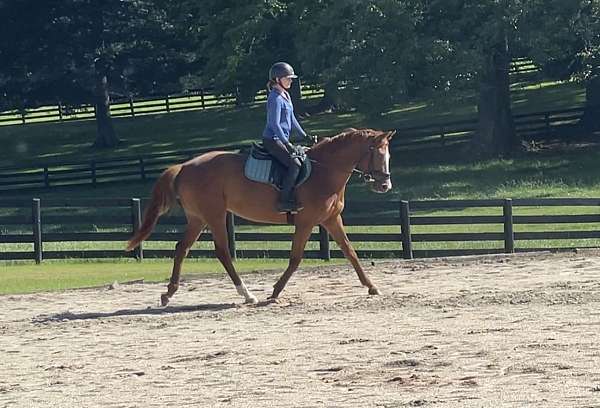 dressage-trakehner-horse