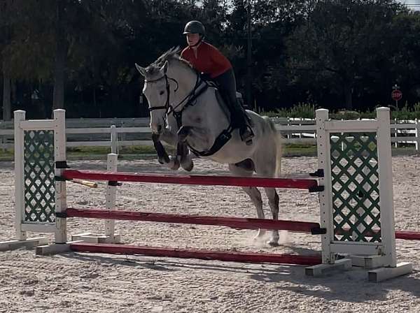 dressage-stallion-holsteiner-oldenburg-horse