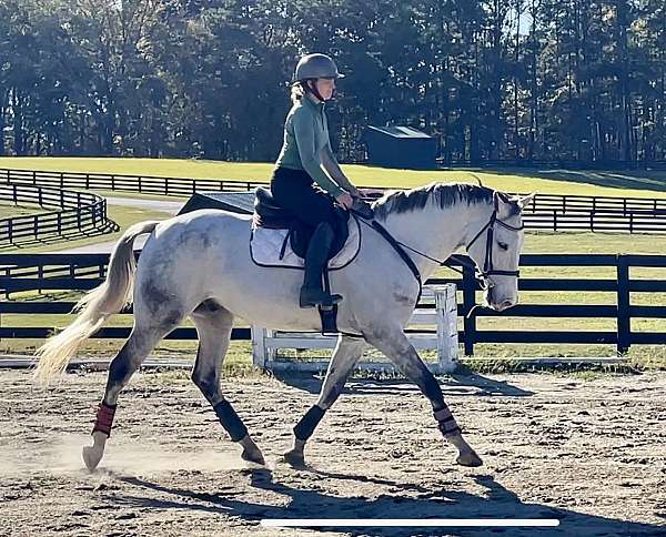 grey-holsteiner-oldenburg-gelding-stallion