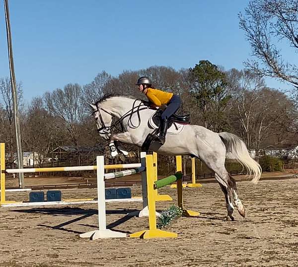 grey-isr-gelding-stallion