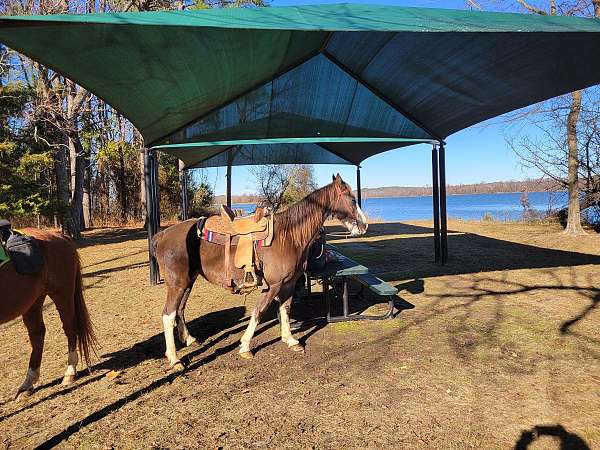 tennessee-walking-horse