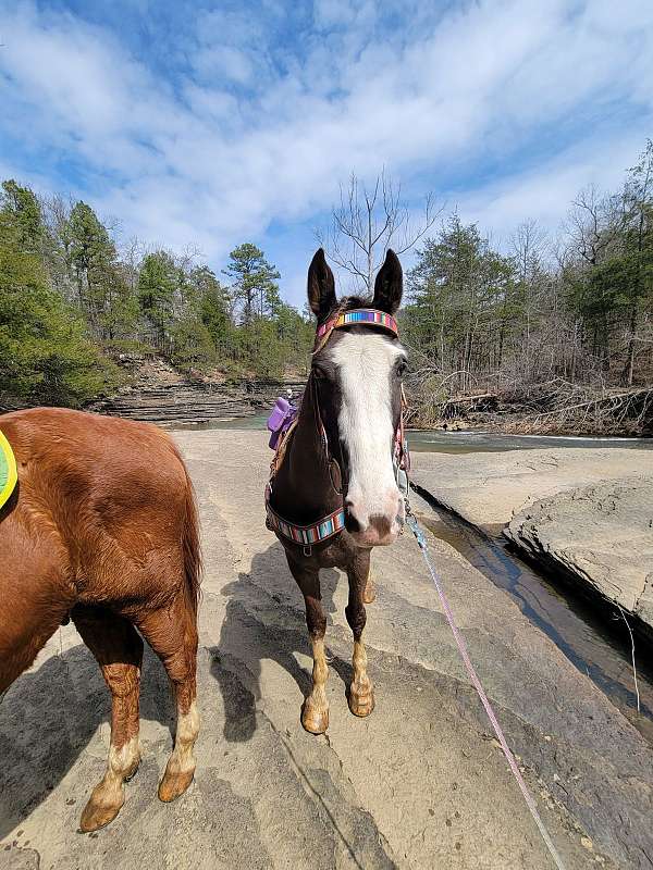 tennessee-walking-mare