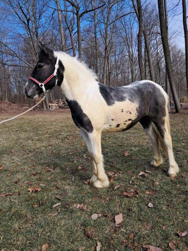 driving-stallion-gypsy-vanner-horse