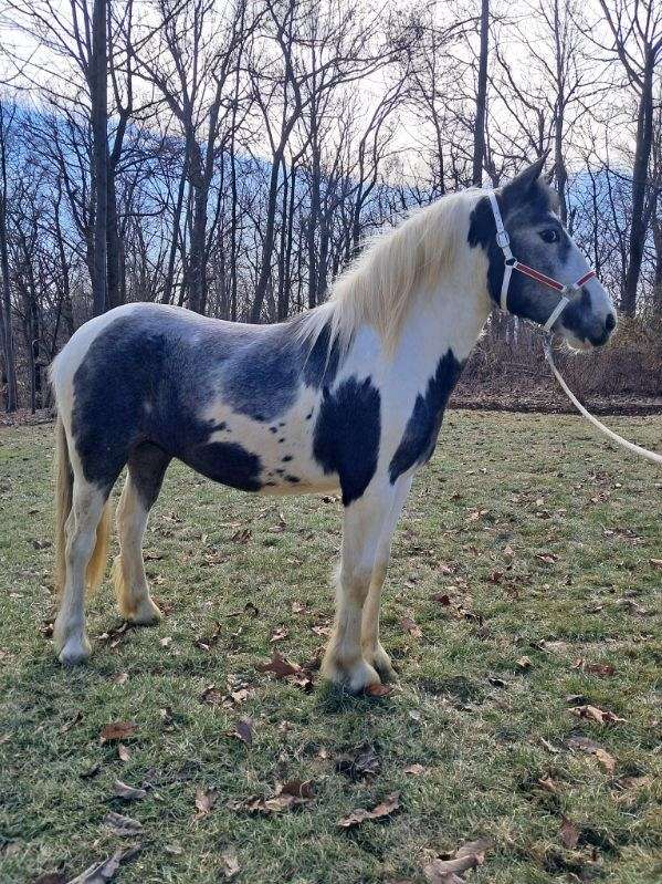 gypsy-vanner-stallion