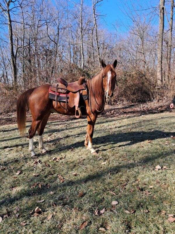 quarter-horse-gelding