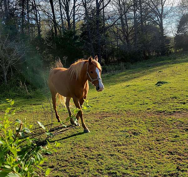 ridden-western-quarter-horse