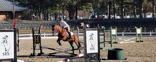 athletic-thoroughbred-horse