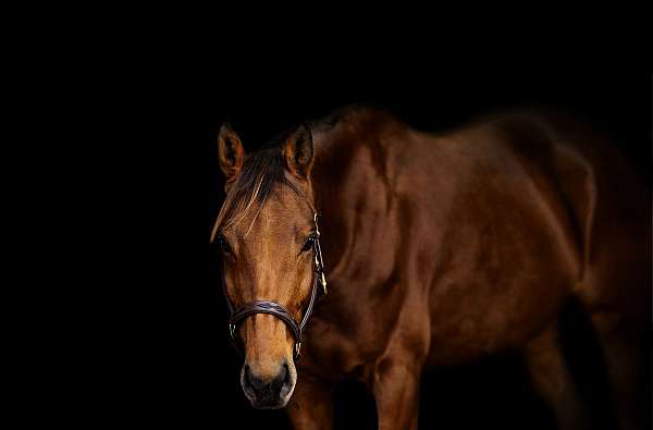 hunter-thoroughbred-horse