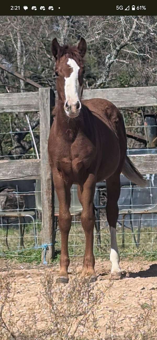 broodmare-potential-filly