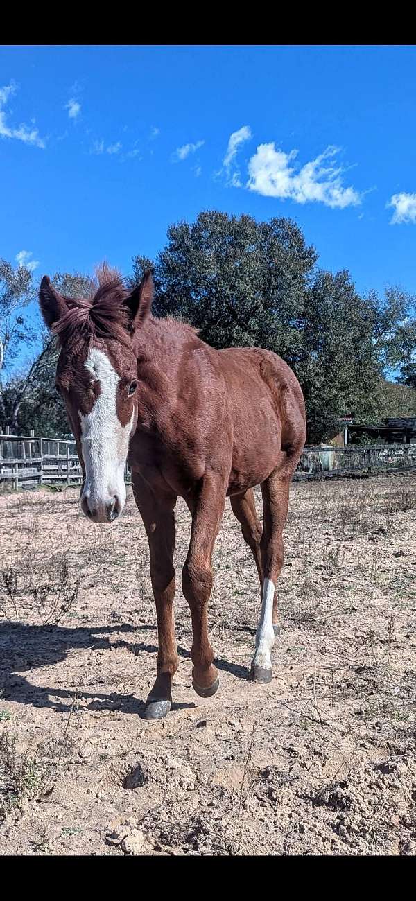 broodmare-potential-horse